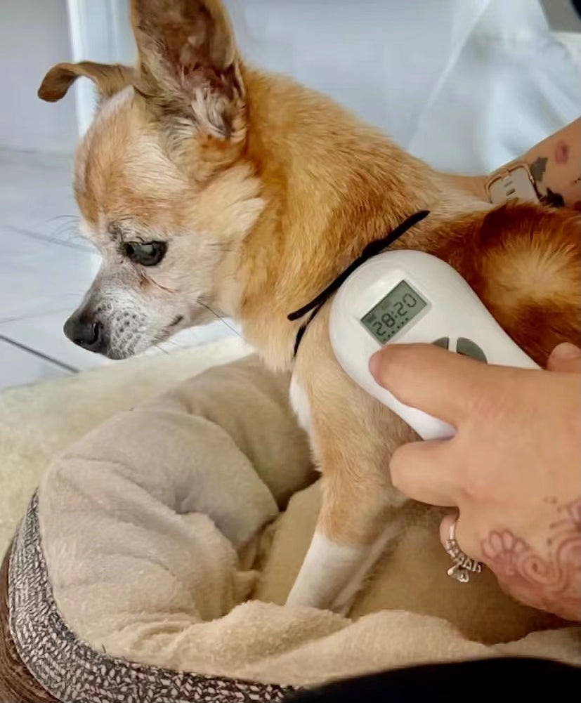 laser therapy for dogs